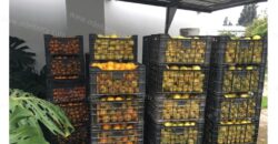 Venta: Propiedad Industrial-Agrícola y Residencial en Limache (20.000 m2)