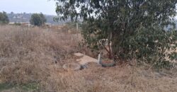Parcela de 5.000 m² en Fundo Cajón de Lebu: Proyecto con Base Avanzada y Gran Conectividad