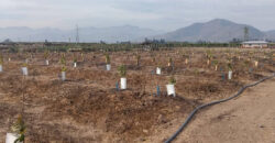 Venta Individual: 3 Parcelas en Lo Rojas, La Cruz – Con Proyección Agrícola y Alta Plusvalía