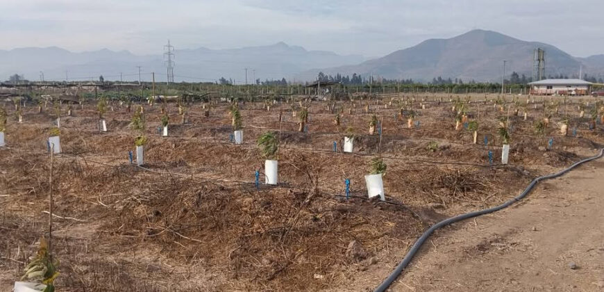 Venta Individual: 3 Parcelas en Lo Rojas, La Cruz – Con Proyección Agrícola y Alta Plusvalía