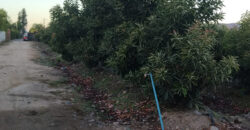 Venta Individual: 3 Parcelas en Lo Rojas, La Cruz – Con Proyección Agrícola y Alta Plusvalía