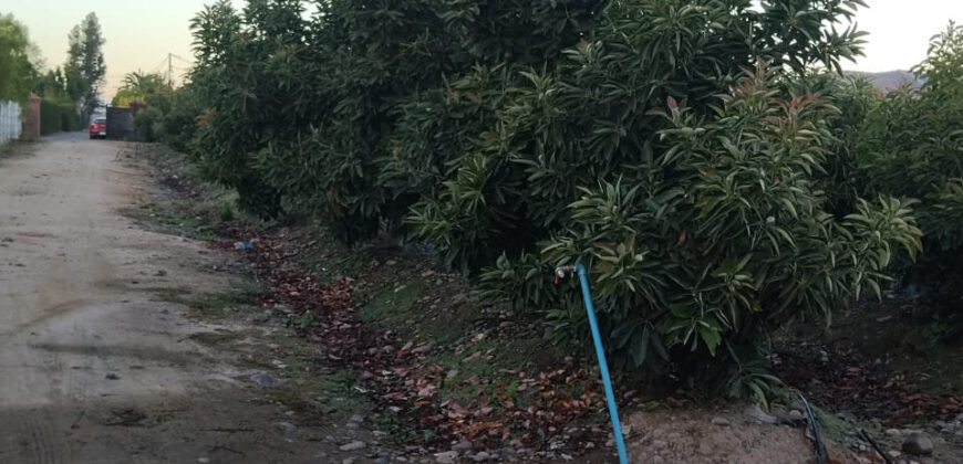 Venta Individual: 3 Parcelas en Lo Rojas, La Cruz – Con Proyección Agrícola y Alta Plusvalía