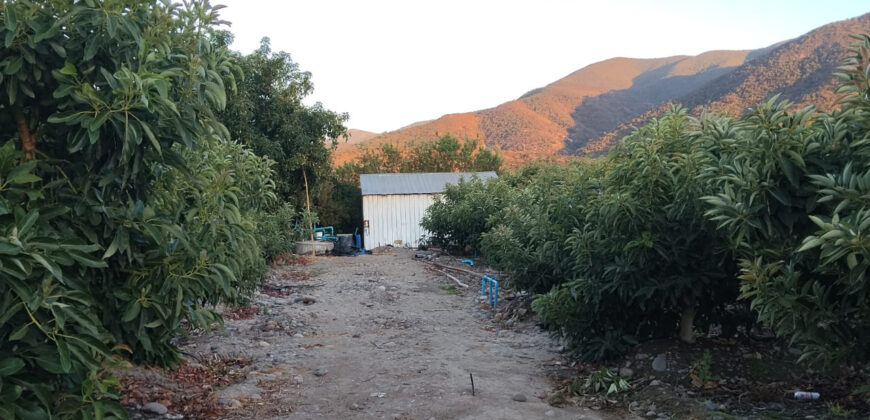 Venta Individual: 3 Parcelas en Lo Rojas, La Cruz – Con Proyección Agrícola y Alta Plusvalía