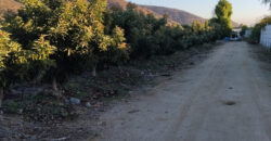 Venta Individual: 3 Parcelas en Lo Rojas, La Cruz – Con Proyección Agrícola y Alta Plusvalía
