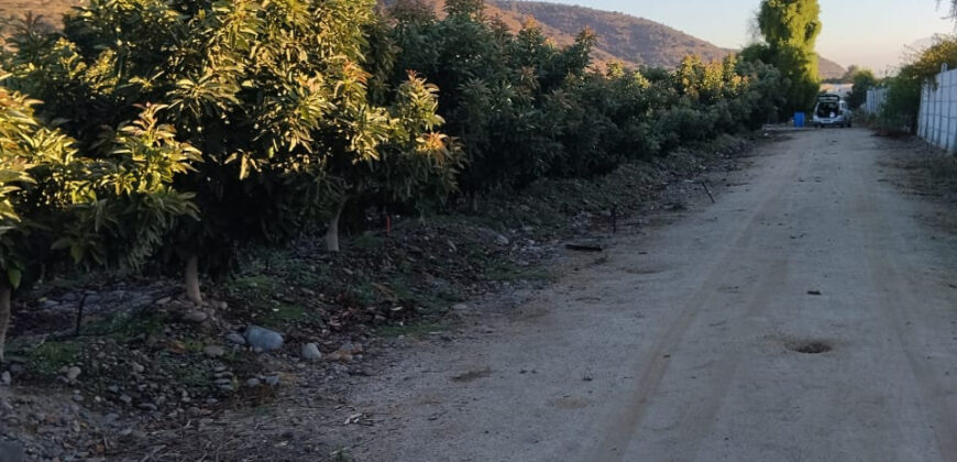 Venta Individual: 3 Parcelas en Lo Rojas, La Cruz – Con Proyección Agrícola y Alta Plusvalía