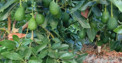 Venta Individual: 3 Parcelas en Lo Rojas, La Cruz – Con Proyección Agrícola y Alta Plusvalía