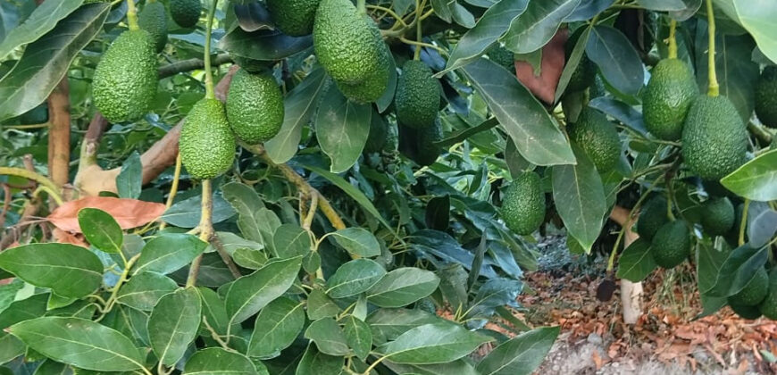 Venta Individual: 3 Parcelas en Lo Rojas, La Cruz – Con Proyección Agrícola y Alta Plusvalía