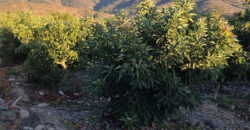 Venta Individual: 3 Parcelas en Lo Rojas, La Cruz – Con Proyección Agrícola y Alta Plusvalía