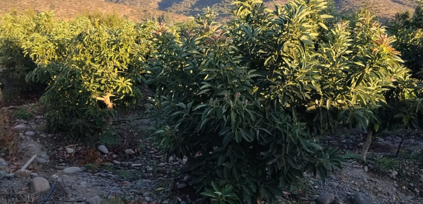 Venta Individual: 3 Parcelas en Lo Rojas, La Cruz – Con Proyección Agrícola y Alta Plusvalía