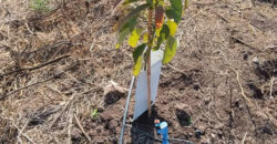 Venta Individual: 3 Parcelas en Lo Rojas, La Cruz – Con Proyección Agrícola y Alta Plusvalía