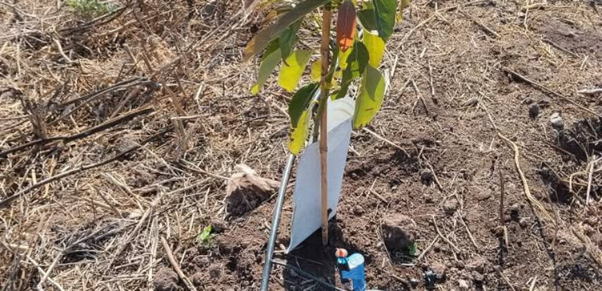 Venta Individual: 3 Parcelas en Lo Rojas, La Cruz – Con Proyección Agrícola y Alta Plusvalía