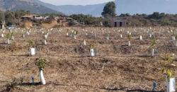 Venta Individual: 3 Parcelas en Lo Rojas, La Cruz – Con Proyección Agrícola y Alta Plusvalía