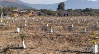 Venta Individual: 3 Parcelas en Lo Rojas, La Cruz – Con Proyección Agrícola y Alta Plusvalía
