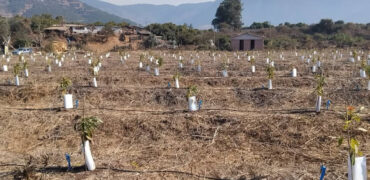 Venta Individual: 3 Parcelas en Lo Rojas, La Cruz – Con Proyección Agrícola y Alta Plusvalía