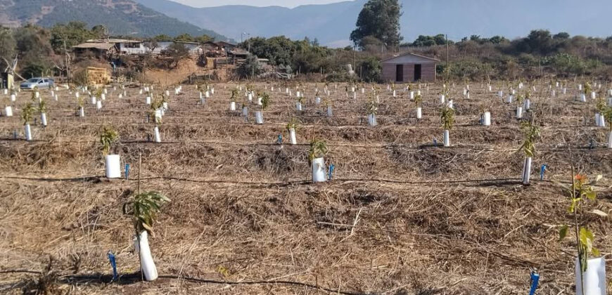 Venta Individual: 3 Parcelas en Lo Rojas, La Cruz – Con Proyección Agrícola y Alta Plusvalía