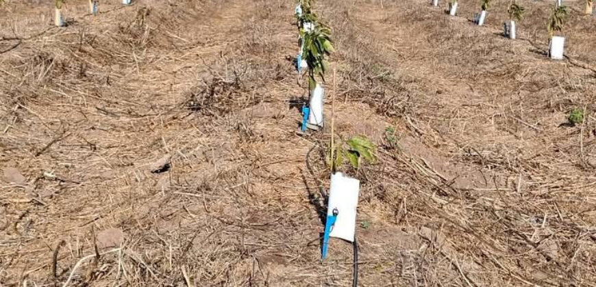 Venta Individual: 3 Parcelas en Lo Rojas, La Cruz – Con Proyección Agrícola y Alta Plusvalía