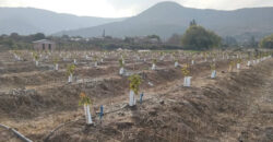 Venta Individual: 3 Parcelas en Lo Rojas, La Cruz – Con Proyección Agrícola y Alta Plusvalía
