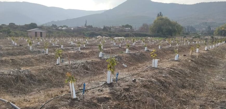 Venta Individual: 3 Parcelas en Lo Rojas, La Cruz – Con Proyección Agrícola y Alta Plusvalía