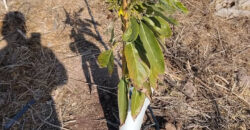 Venta Individual: 3 Parcelas en Lo Rojas, La Cruz – Con Proyección Agrícola y Alta Plusvalía