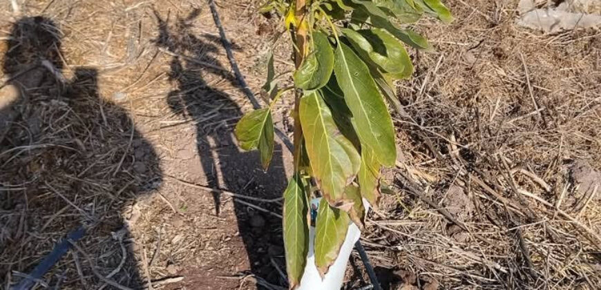 Venta Individual: 3 Parcelas en Lo Rojas, La Cruz – Con Proyección Agrícola y Alta Plusvalía