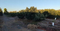 Venta Individual: 3 Parcelas en Lo Rojas, La Cruz – Con Proyección Agrícola y Alta Plusvalía