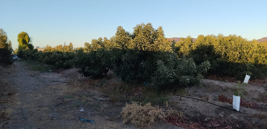 Venta Individual: 3 Parcelas en Lo Rojas, La Cruz – Con Proyección Agrícola y Alta Plusvalía