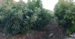 Venta Individual: 3 Parcelas en Lo Rojas, La Cruz – Con Proyección Agrícola y Alta Plusvalía