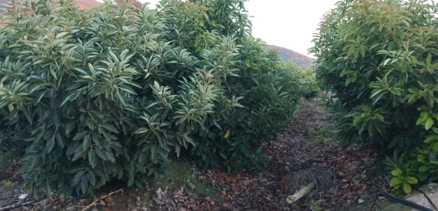 Venta Individual: 3 Parcelas en Lo Rojas, La Cruz – Con Proyección Agrícola y Alta Plusvalía